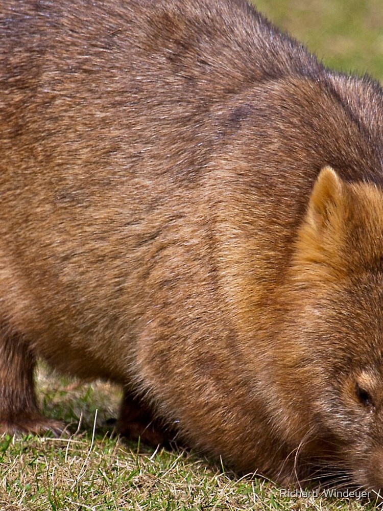 Wombat by RICHARDW