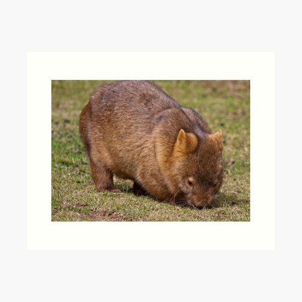 Wombat Art Print