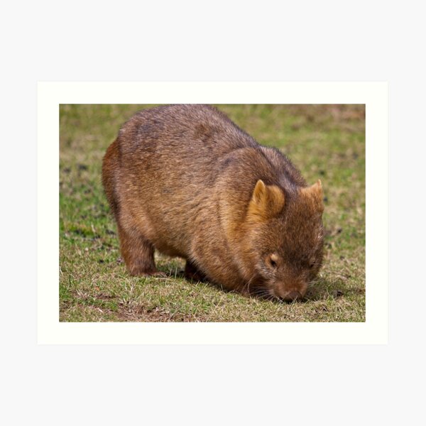 Wombat Art Print