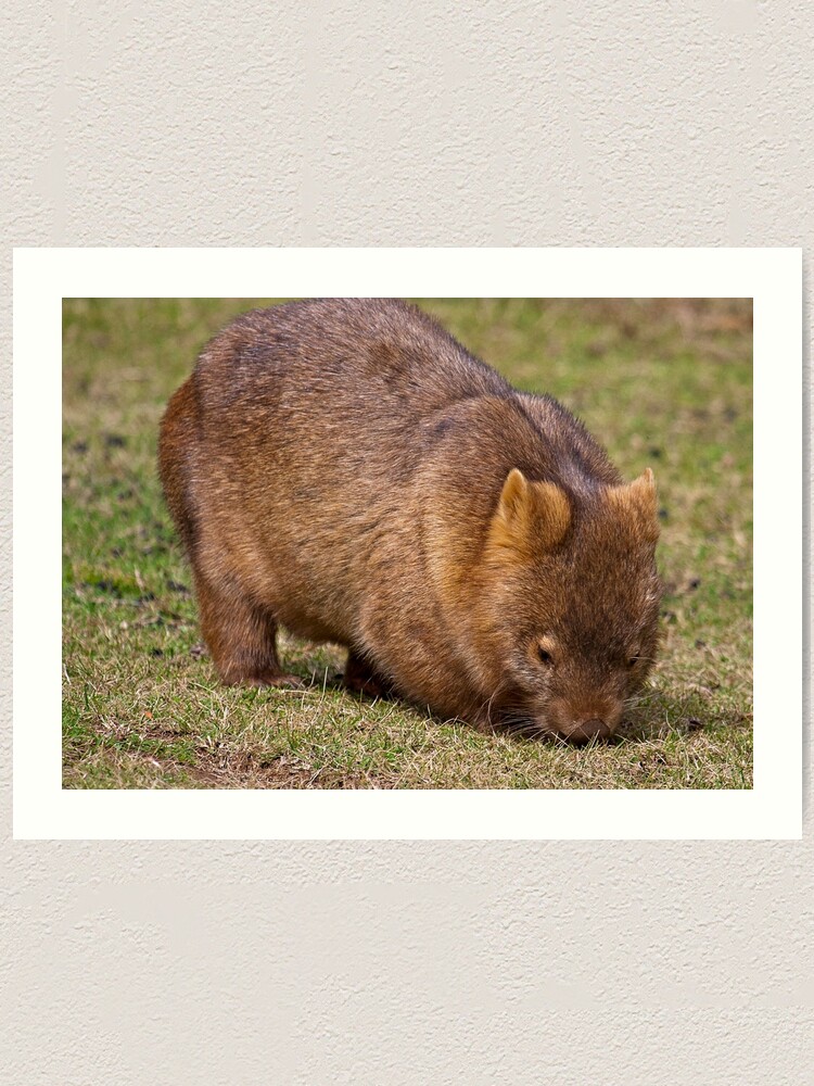 Alternate view of Wombat Art Print