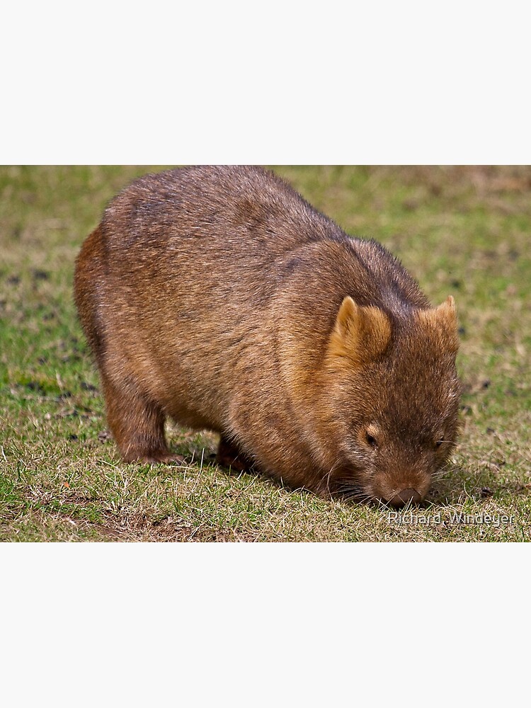 Wombat by RICHARDW