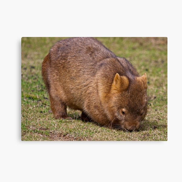 Wombat Canvas Print