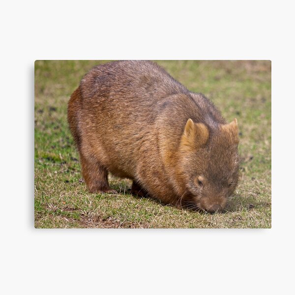 Wombat Metal Print
