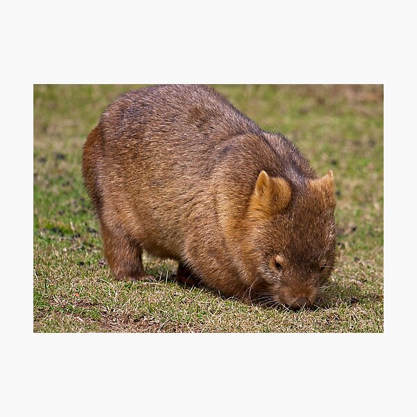 Wombat Photographic Print
