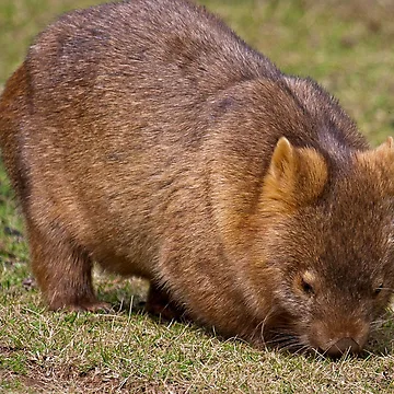 Artwork thumbnail, Wombat by Richard Windeyer