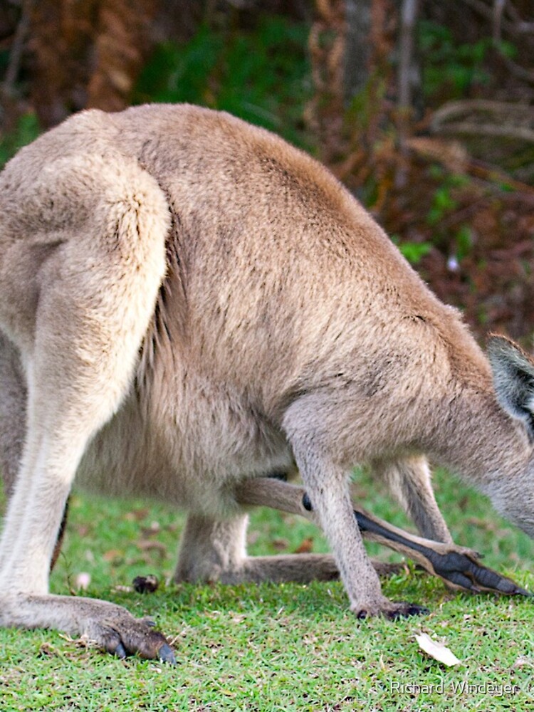 Kangaroo by RICHARDW