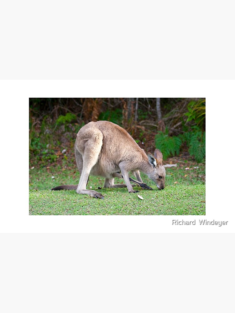 Thumbnail 2 of 2, Laptop Skin, Kangaroo designed and sold by RICHARDW.