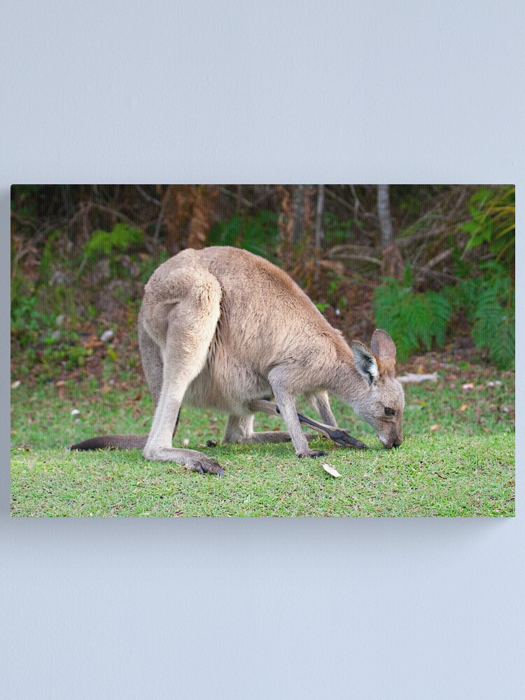 Thumbnail 2 of 3, Canvas Print, Kangaroo designed and sold by Richard  Windeyer.