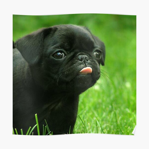 Black Pug Poster