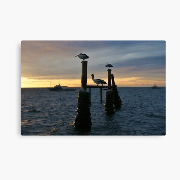 "pelican dawn" Canvas Print