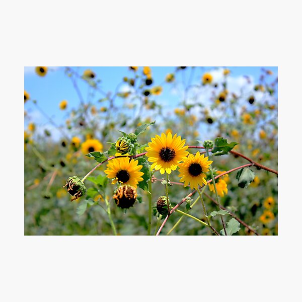 Item preview, Sunflowers designed and sold by guppyman.