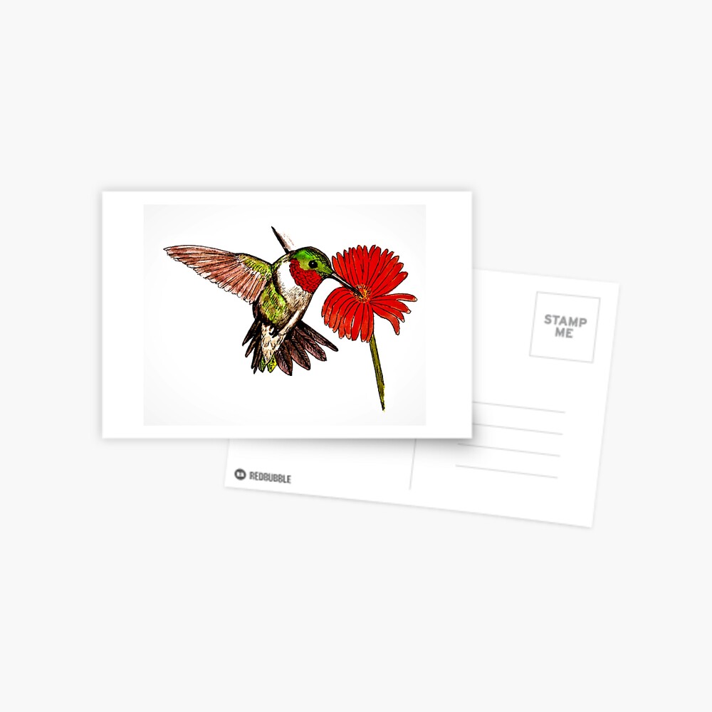 Humming Bird and Flower - Postcard Postcard