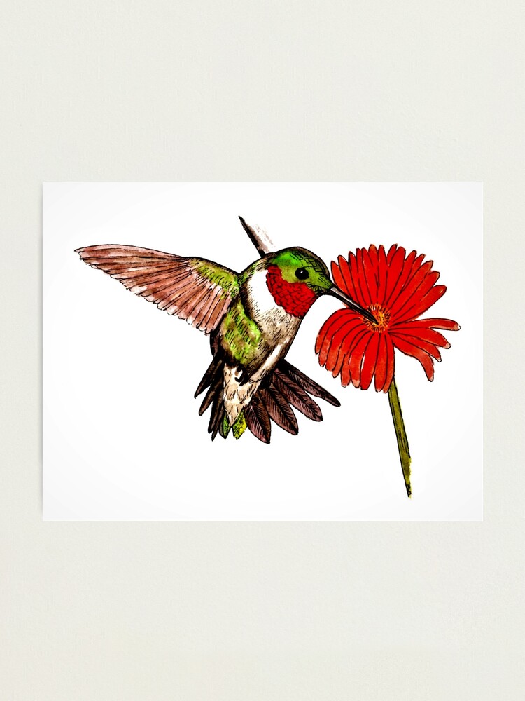 Alternate view of Humming Bird and Flower - Wall Art Photographic Print