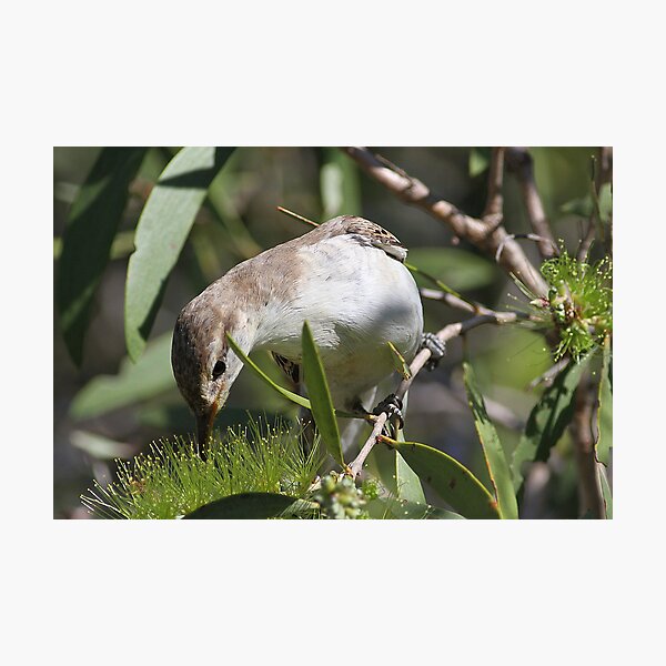 Item preview, white winged triller designed and sold by birdpics.