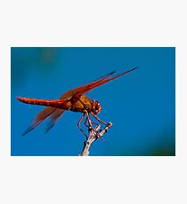 Flame Skimmer Fotodruck