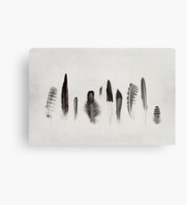 Feather Study no. 3 Metal Print