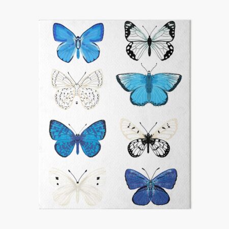 Blue and white Butterflies - butterfly sticker pack, butterfly sticker pack, butterflies stickers, butterfly stickers, moth art, moth Art Board Print