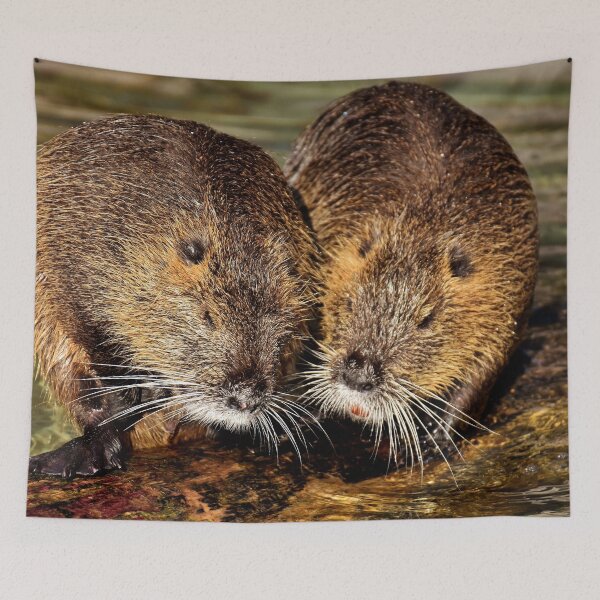 Item preview, Couple of nutria designed and sold by fourretout.