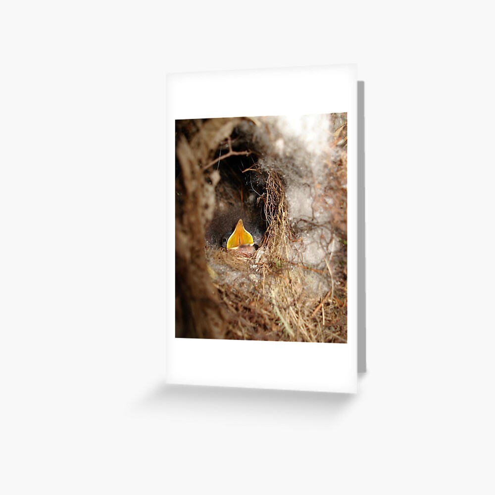 CAROLINA WREN NESTLING - OPEN WIDE Greeting Card