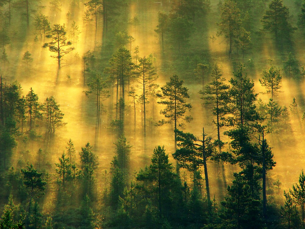 "28.6.2011: Early Summer Morning II" by Petri Volanen | Redbubble