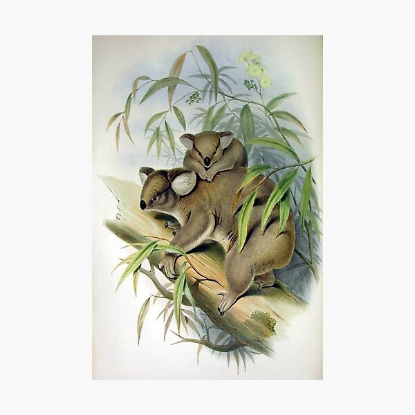 Item preview, Vintage Koala with Joey Art Illustration designed and sold by LC Graphic Design Studio.