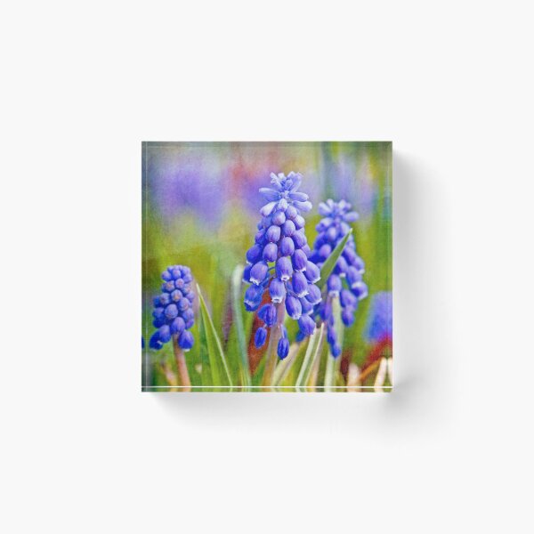 Item preview, Grape Hyacinths designed and sold by Valerie  Fuqua.