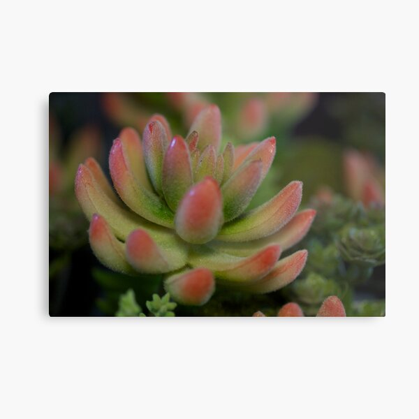 Vinaigne Metal Print