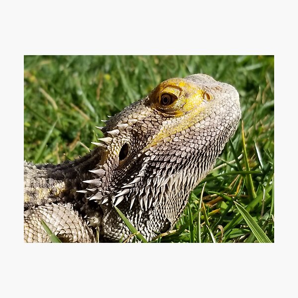 Bearded Dragon Photographic Print