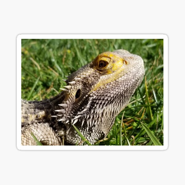 Bearded Dragon Sticker
