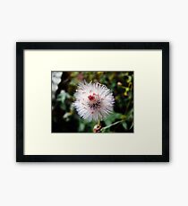 Dandelion Look-a-like Framed Print