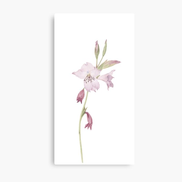 Gladiolus hirsutus Metal Print