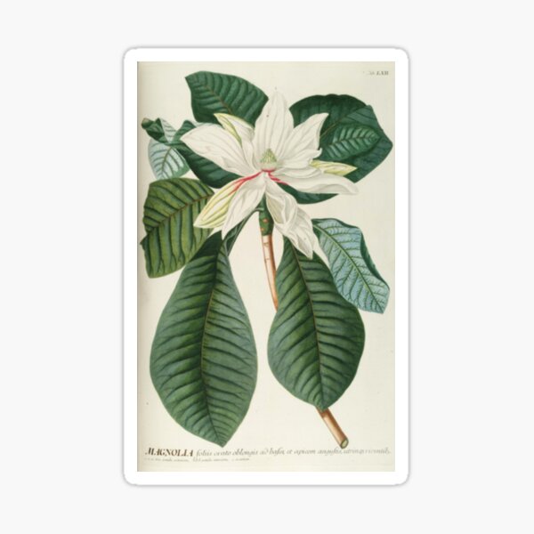 Item preview, Botanical Magnolia designed and sold by BlueSpecsStudio.