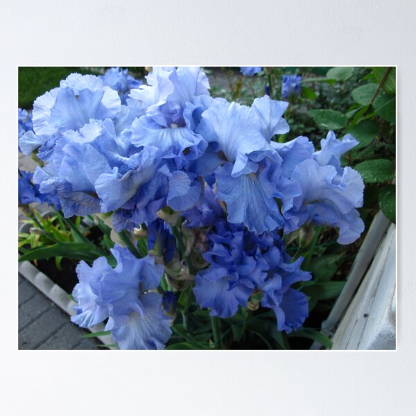 Item preview, Irises of Blue designed and sold by MarianBendeth.