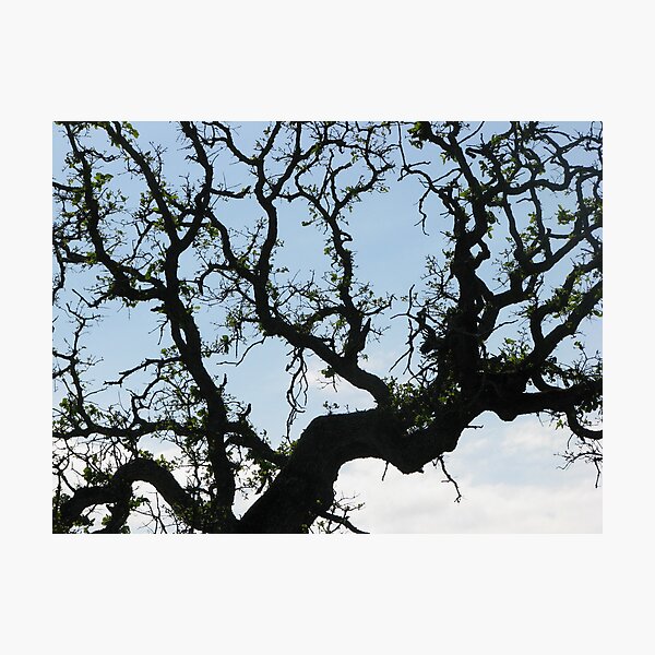 Item preview, Branch Patterns I designed and sold by Chris Gudger.