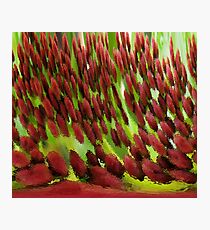 Frosted Red Photographic Print