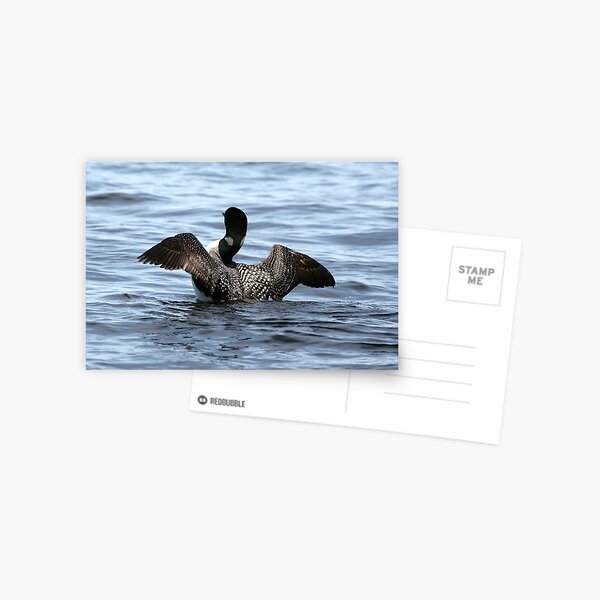 Loon 2 - Lake Muskoka Postcard
