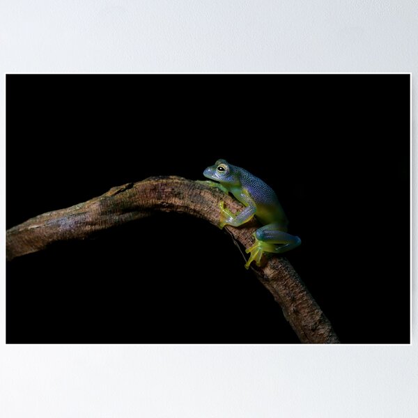 Item preview, Glass Frog designed and sold by mlorenz.