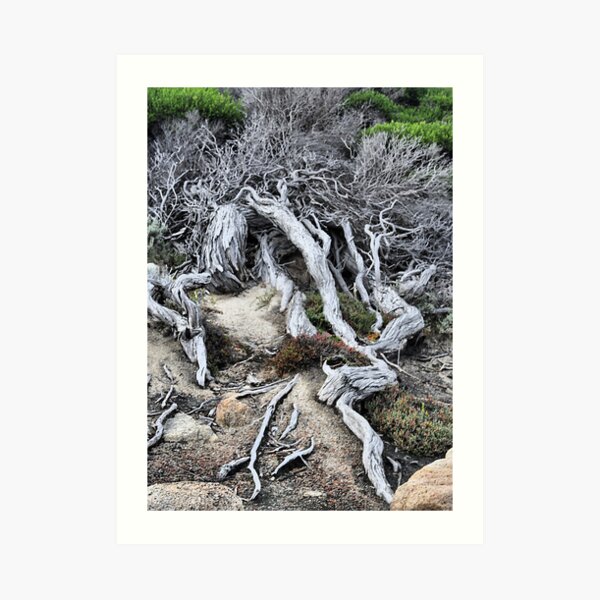 Survival in Western Australia Art Print
