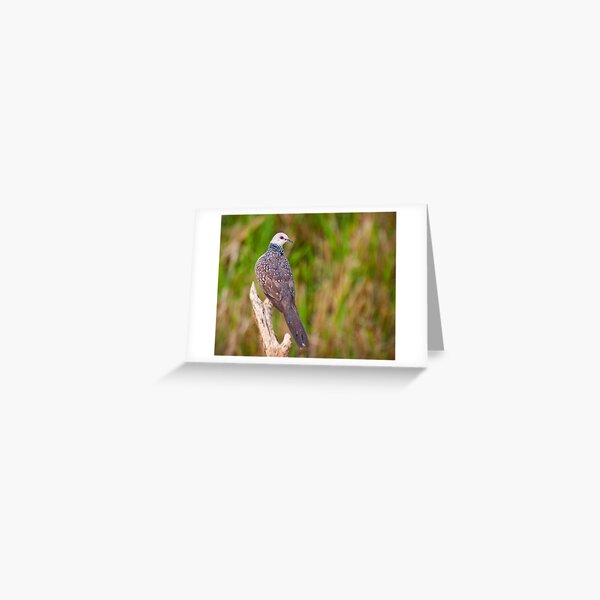 Spotted Dove Greeting Card