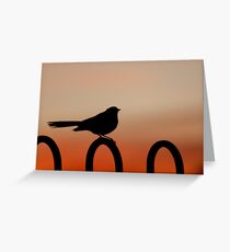 Willy Wagtail Greeting Card