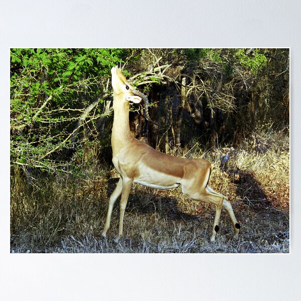 Item preview, Impala Browsing - Kruger National Park designed and sold by Bev Pascoe.