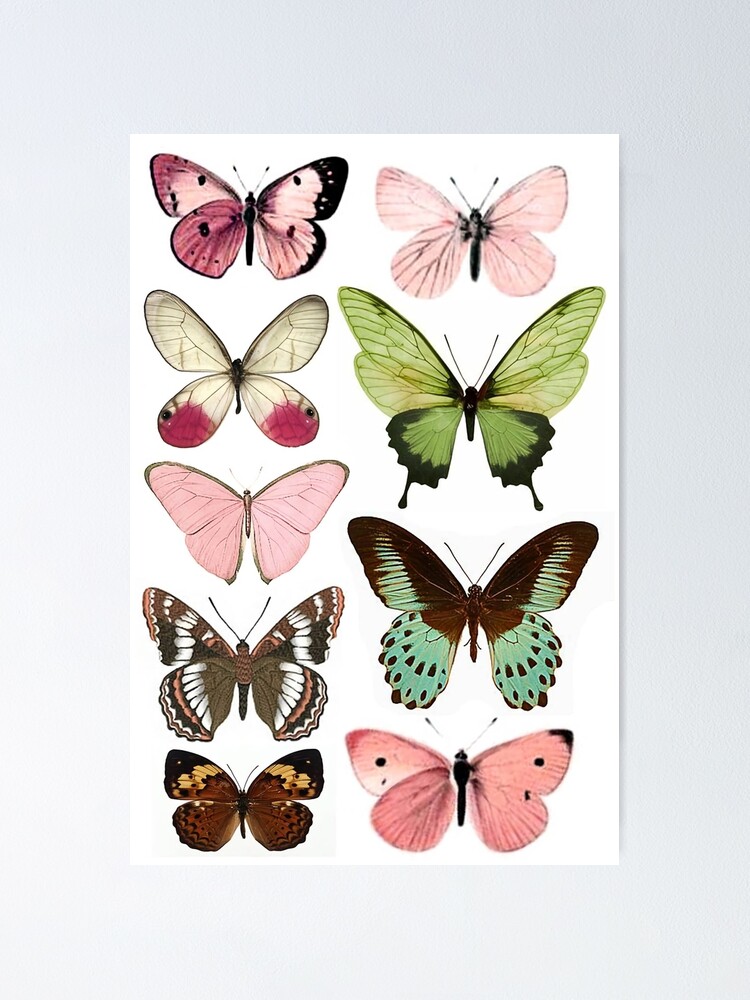 Butterfly Poster 6 Poster By Catpawe Redbubble 6143