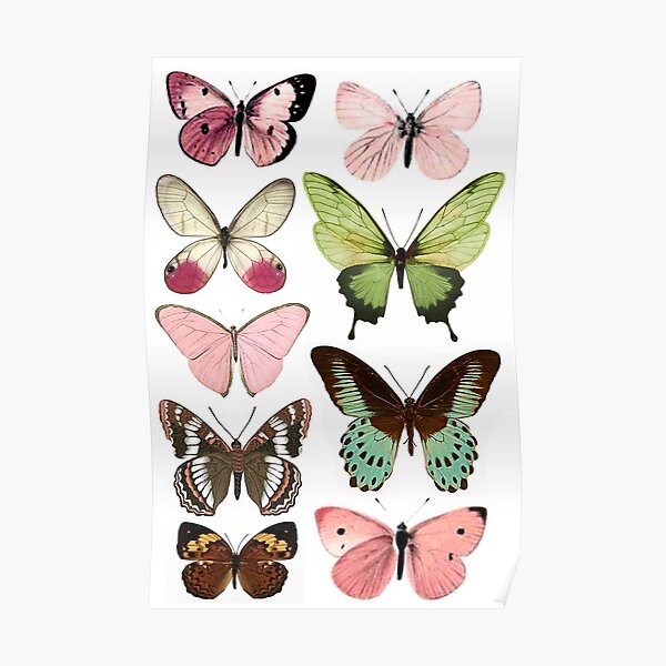 Butterfly Poster 6 Poster