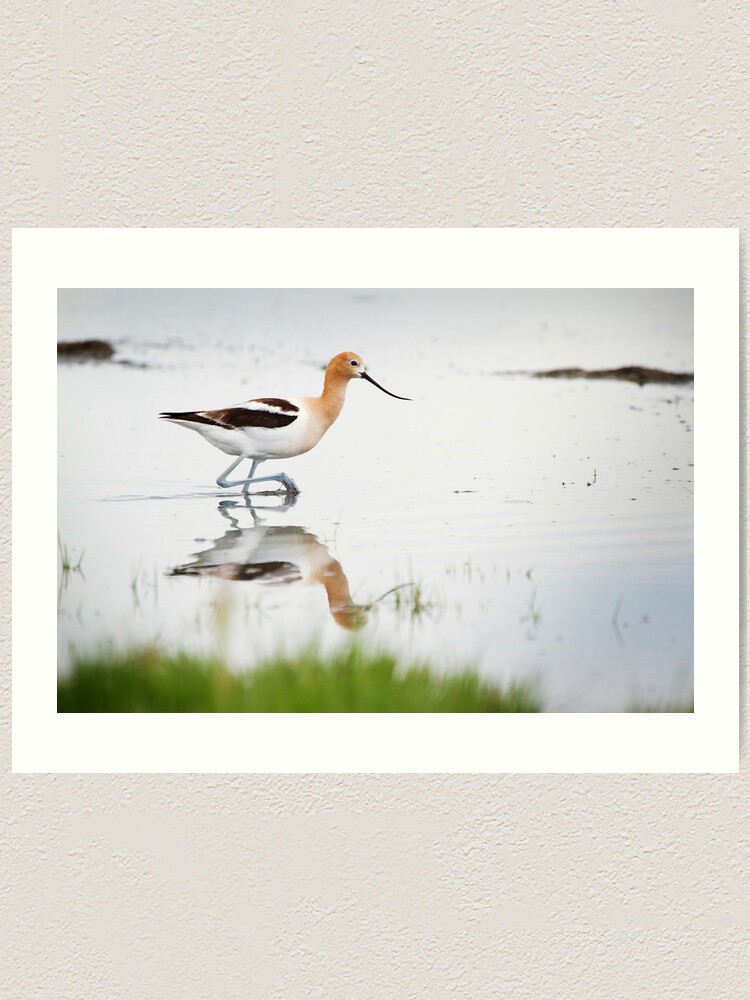 Alternate view of That Lovely Stride (Avocet in Central Wyoming) Art Print