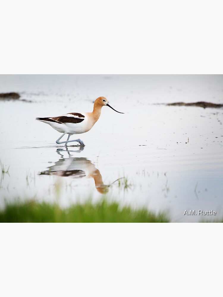 That Lovely Stride (Avocet in Central Wyoming) by annruttle