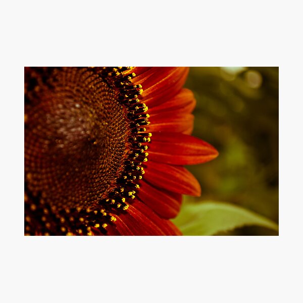 Rusty Sun III Photographic Print