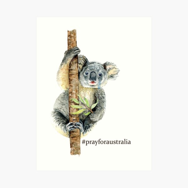 Pray for Australia Koala Art Print