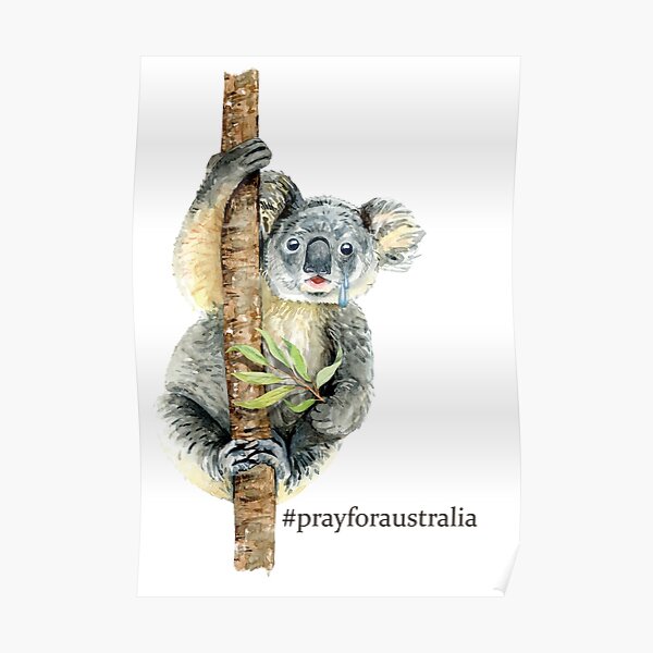 Pray for Australia Koala Poster