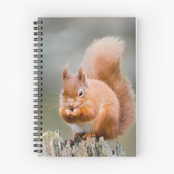Item preview, Red Squirrel, Sciurus vulgaris designed and sold by Chris McIlreavy.