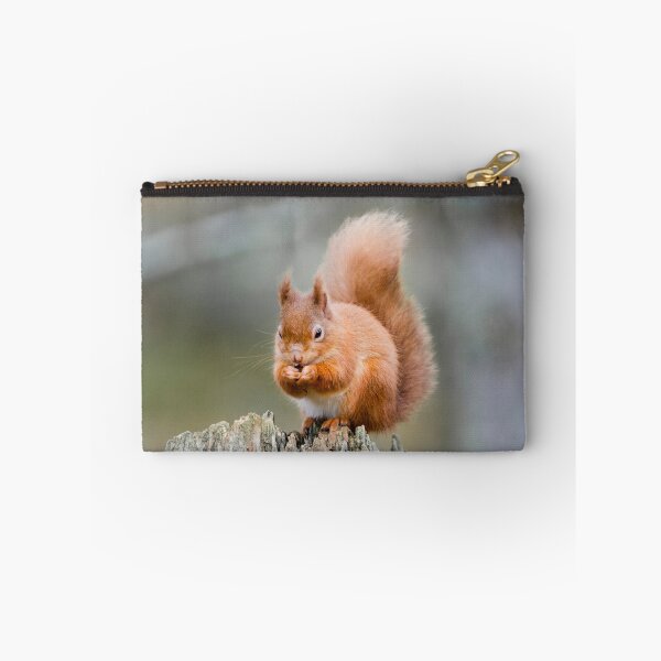 Artikelvorschau, Eichhörnchen, Sciurus gemein entworfen und verkauft von Chris McIlreavy.